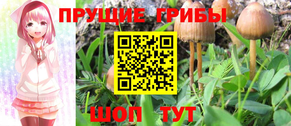 Псилоцибиновые грибы GOLDEN TEACHER  Псилоцибиновые грибы Psilocybine cubensis  Вход с VPN  Дербент 